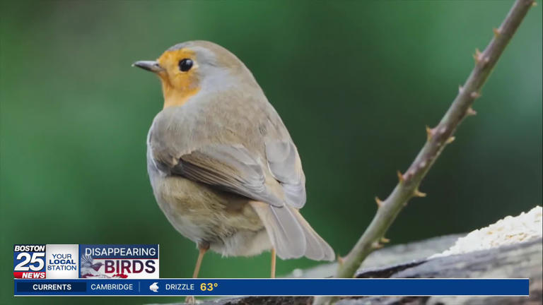 Mass. scientists race to save threatened birds as their numbers plummet ...