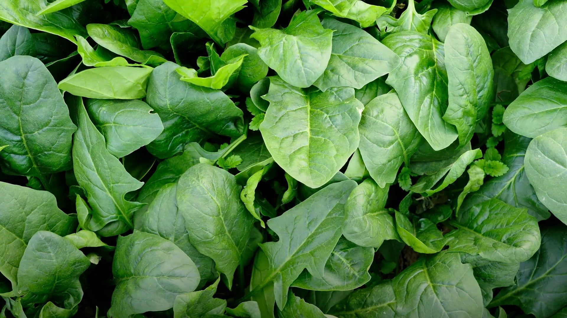 Täglich Spinat essen: So profitiert Ihr Körper von dem grünen Superfood