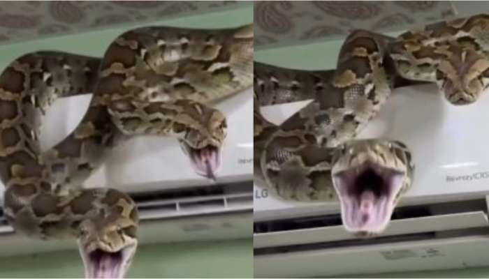 Python video: బాప్ రే.. ఏసీ యూనిట్ మీద రెండు భారీ కొండ చిలువలు.. ఓళ్లు ...