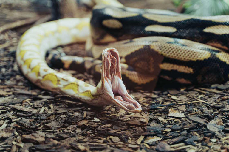 Snake handler endures python bites while teaching about snakes