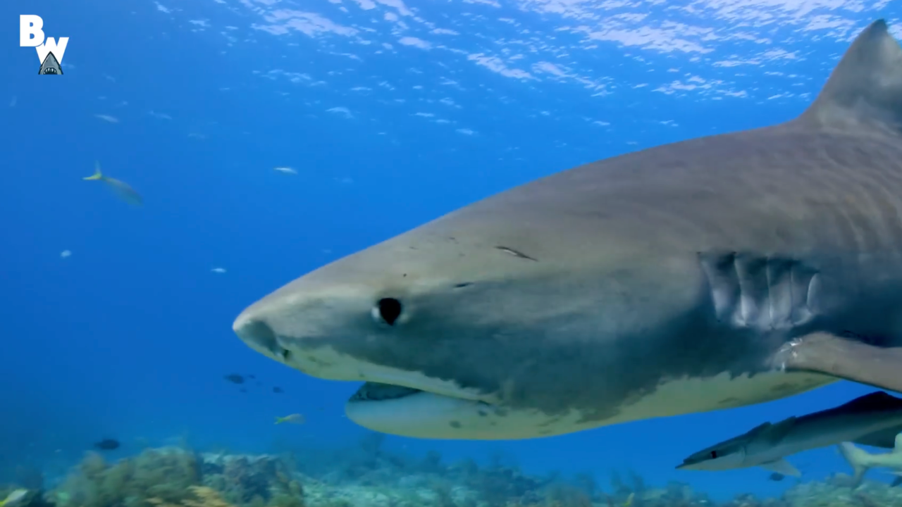 Mark Vins comes face to face with a shark and hitches a ride
