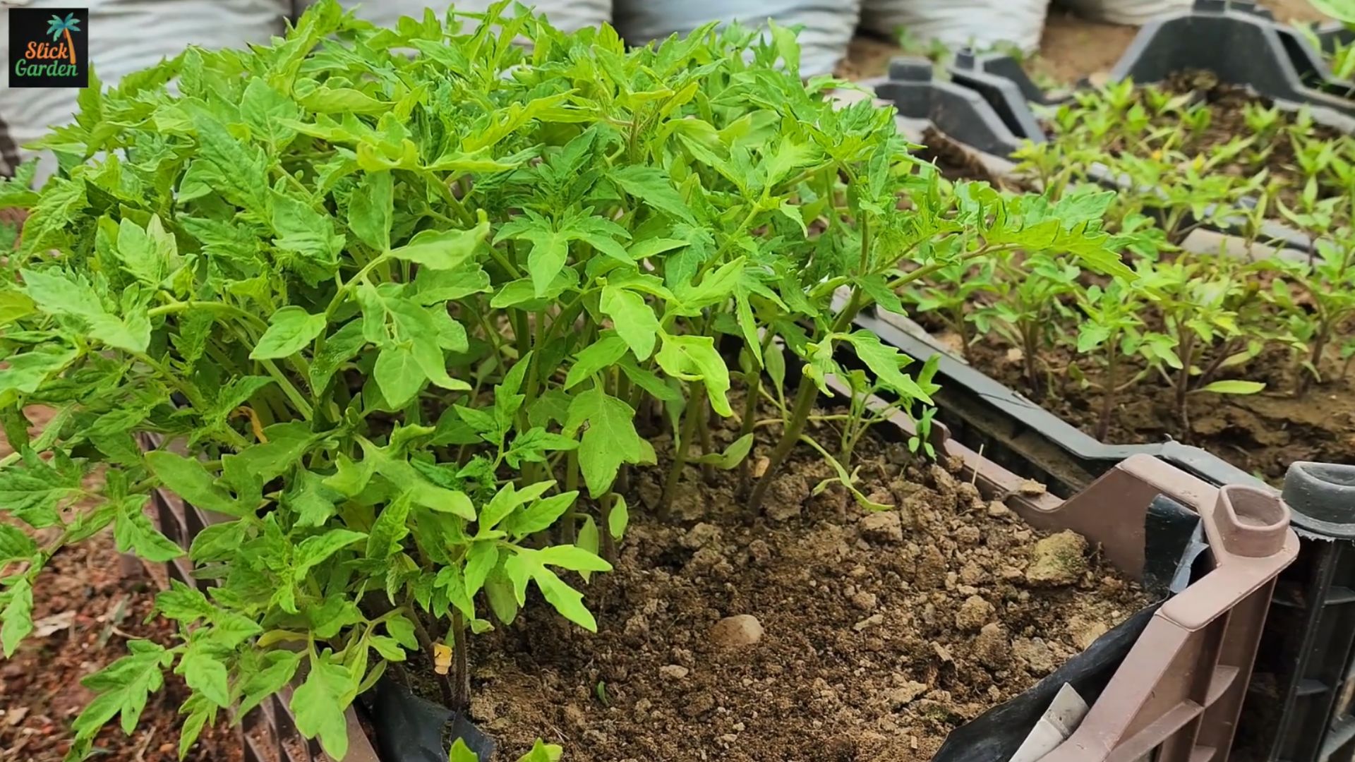 How to use rice water to grow stronger, faster seedlings