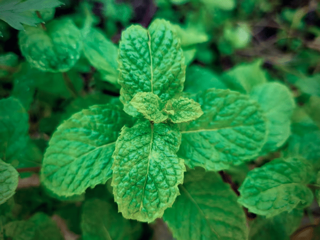 Mint storage tips: Does mint dry out quickly in summer? Follow these ...