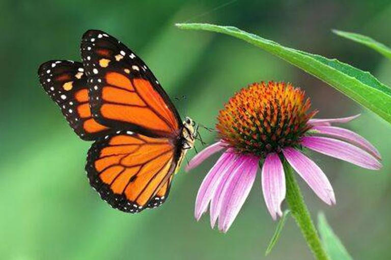 Seven low-maintenance flowers that grow almost anywhere in a garden
