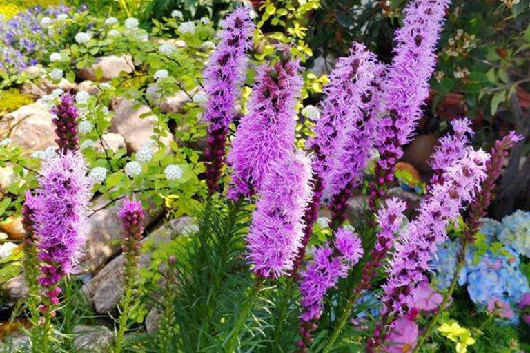 Seven low-maintenance flowers that grow almost anywhere in a garden