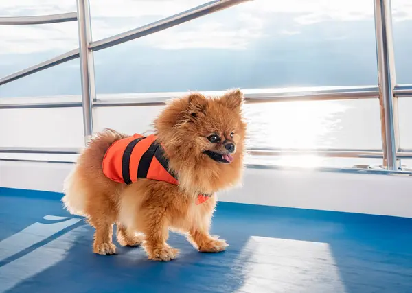 How to choose a dog life jacket that truly helps