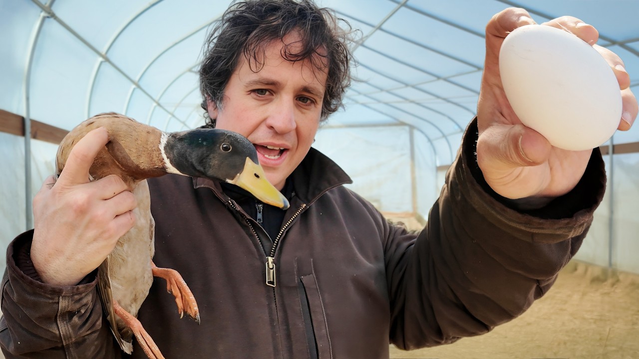 Avoid These Costly Financial Mistakes Raising Ducks