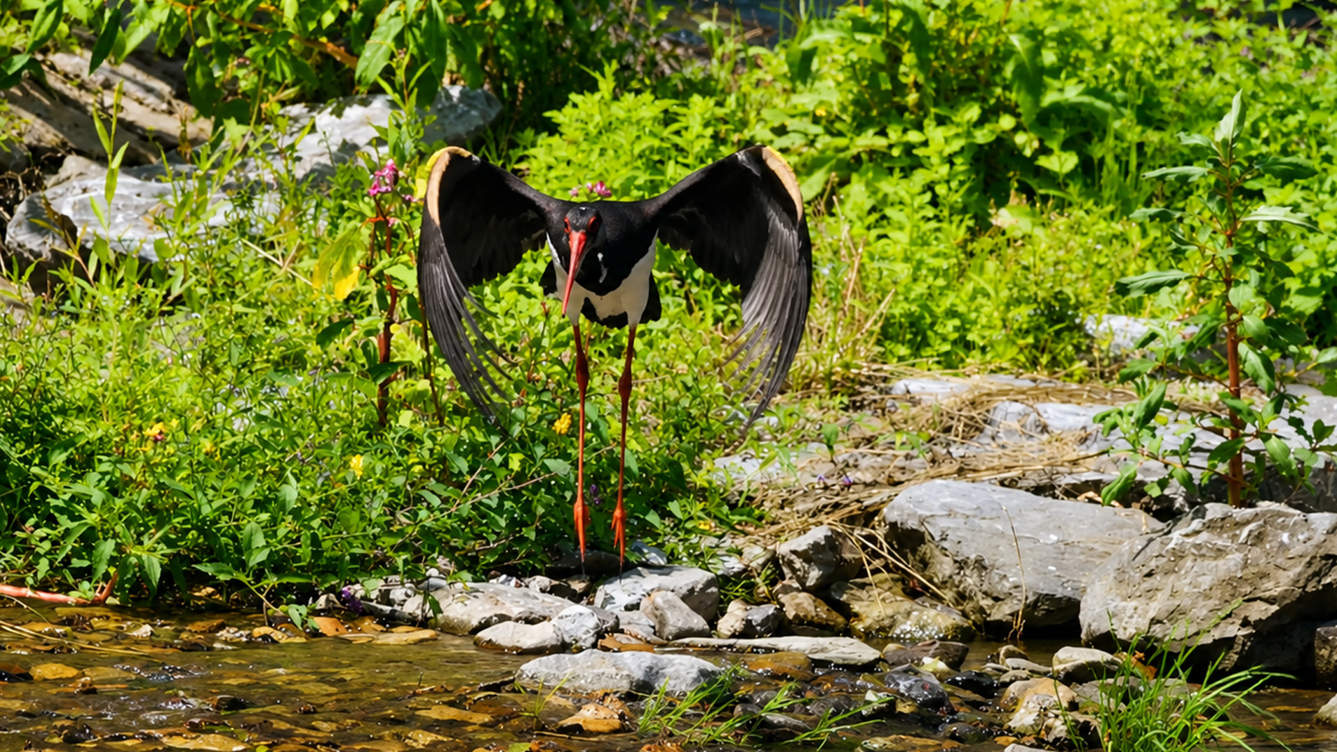 Hidden wildlife footage shows a bird guarding its favorite spot