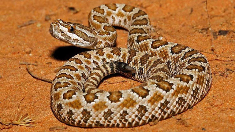 Rattlesnake bites are spiking on Utah's trails