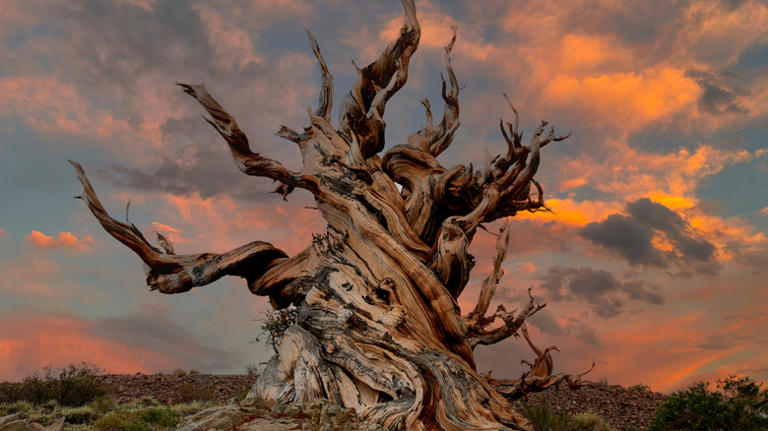 Forget Redwood National Park — experience these 9 lesser-known forest ...