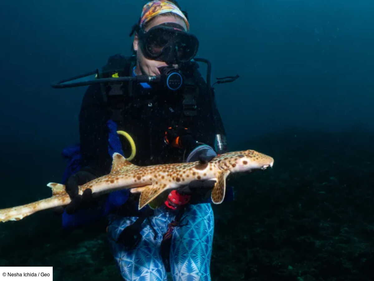 Une nouvelle espèce de requin qui marche découverte en Papouasie ...