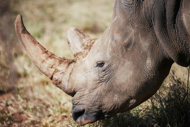 South Africa is home to the largest rhino populations in the world