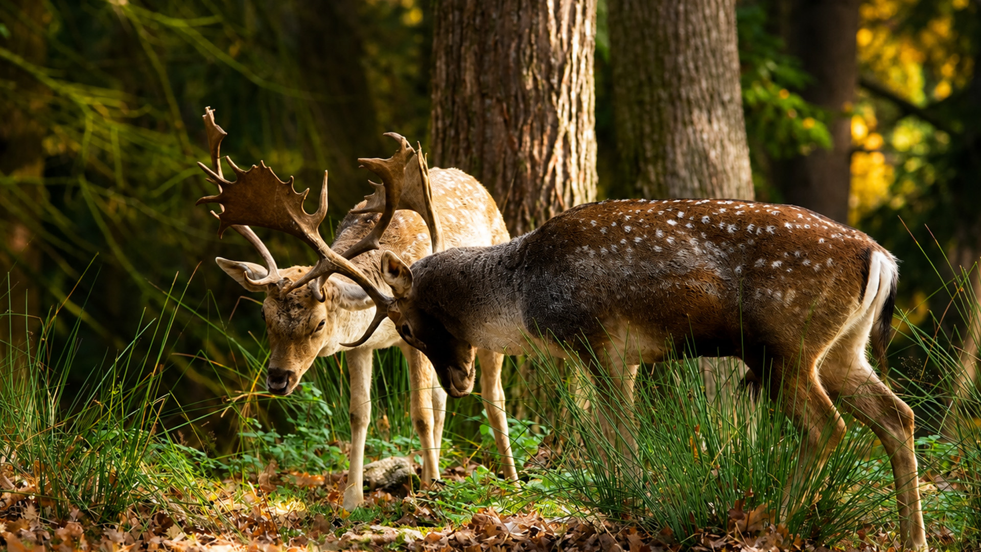 Two stags cross paths on a forest trail - here's what happened