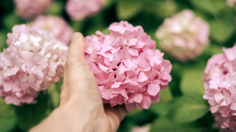 Beautify the lawn surrounding your home & boost curb appeal with smooth ...