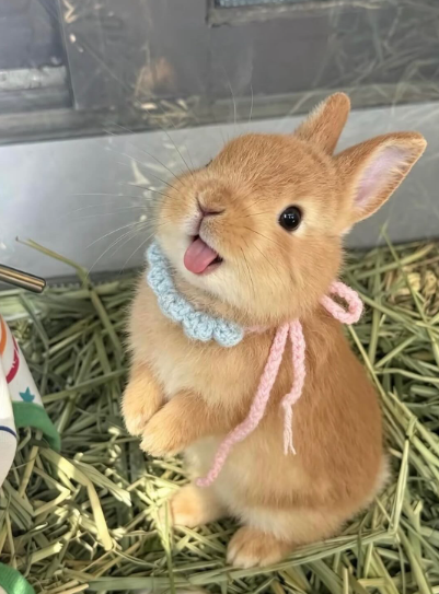 24 buntastic bunnies to brighten your mood today