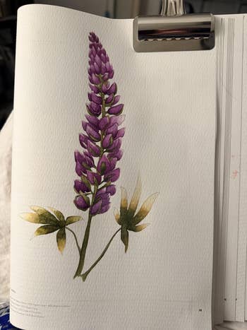 Illustrated botanical drawing of a lupine flower with detailed petals and leaves on a textured page