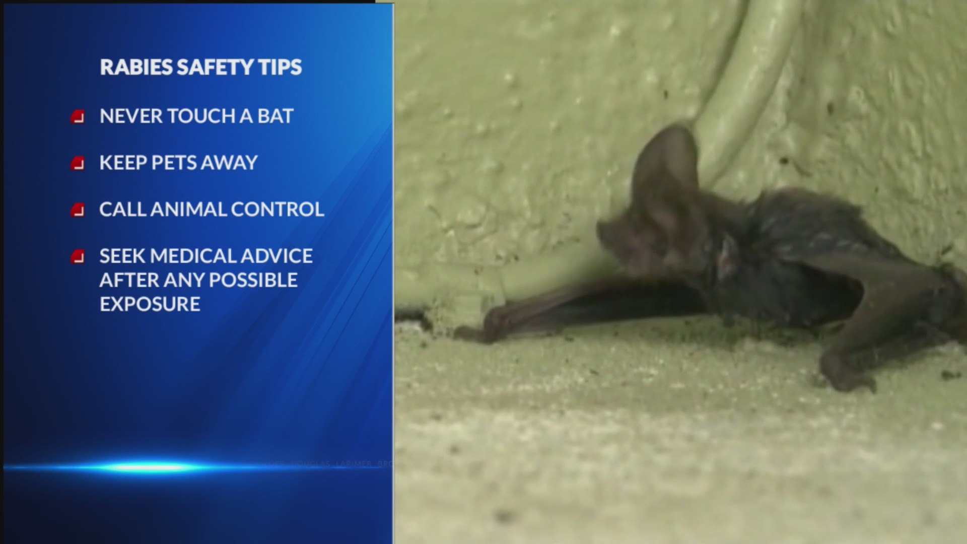 Rabies warning after several people picked up a bat
