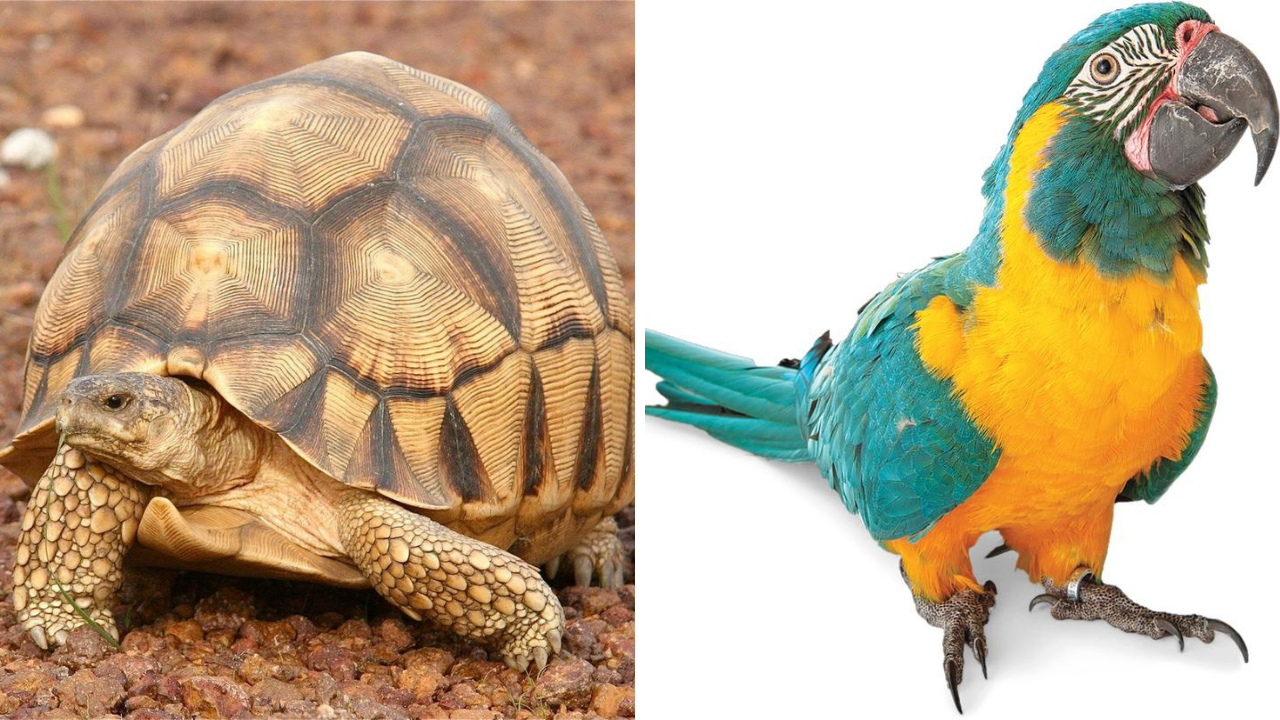 30 animals that might go extinct soon