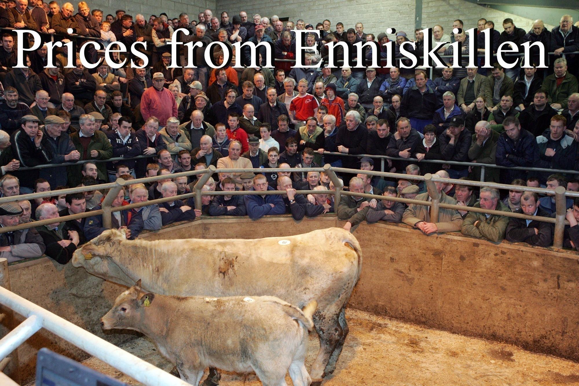 Bullocks selling £2600 for a 715kg Aberdeen Angus at Enniskillen Mart