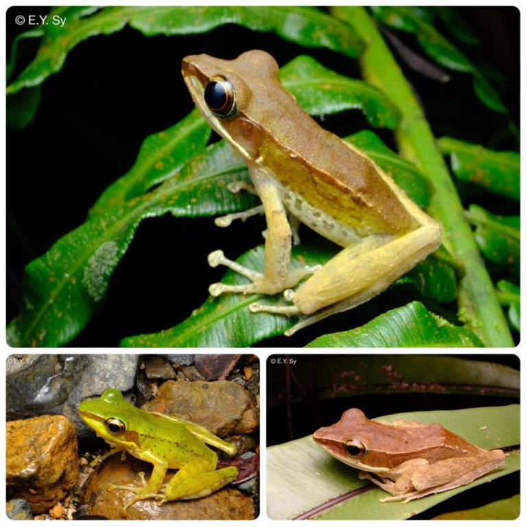 Wildlife documentation survey reveals rich biodiversity in Apayao's forests