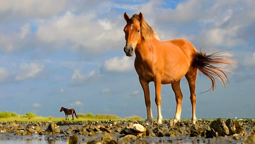 exploring-north-carolina-s-scenic-coastal-escapes