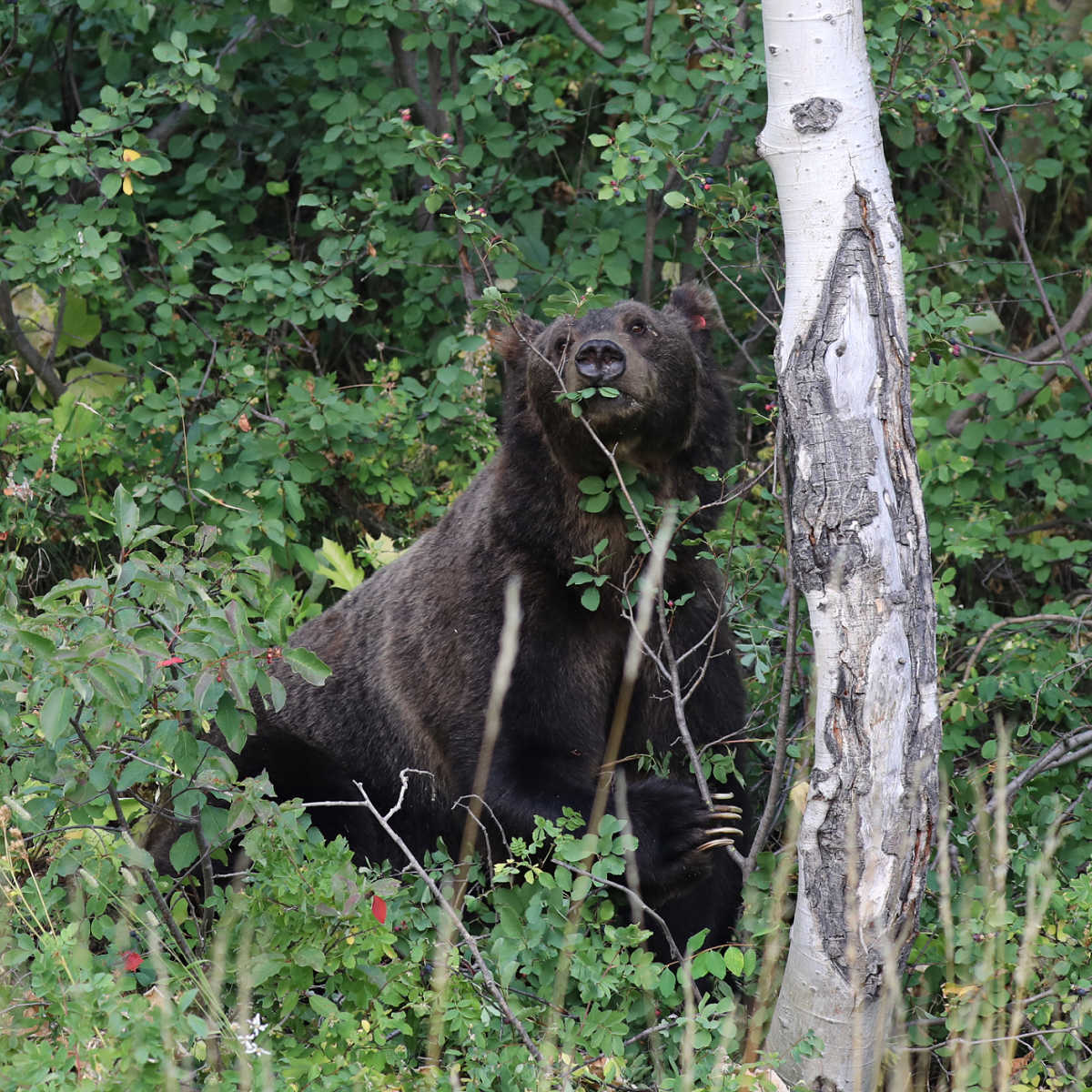 Grizzly Bear in Grand Teton National Park