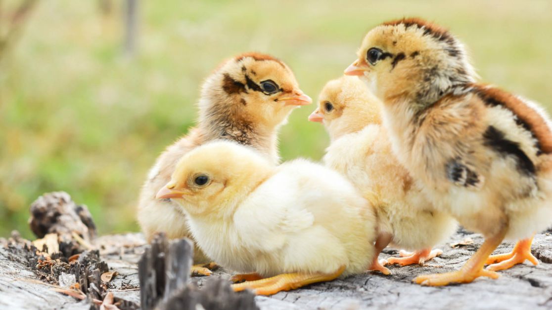 Los expertos coinciden: los pollos tienen capacidades cognitivas ...