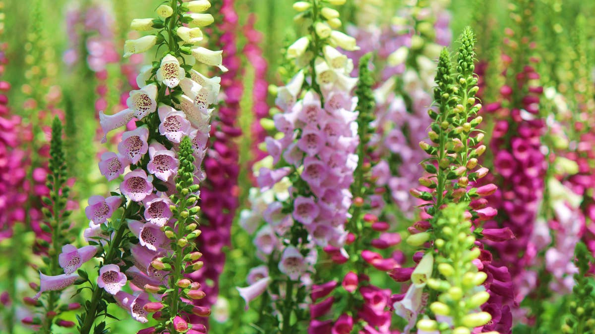 purple-and-white-flowers-in-tilt-shift-lens-stockpack-unsplash