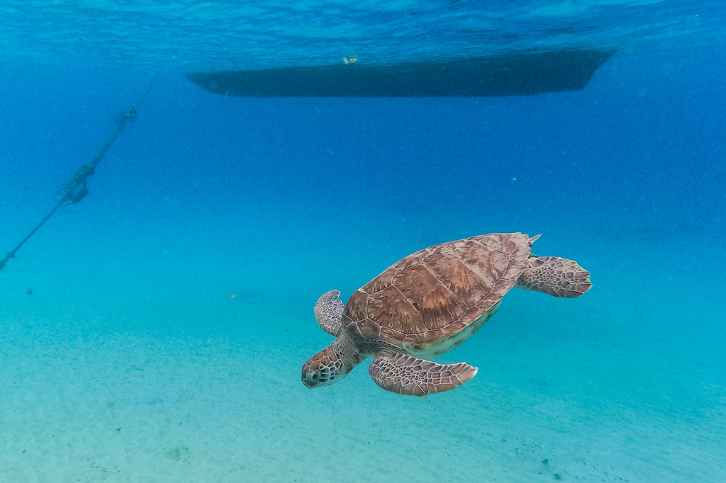 China says 'spy turtles' and 'spy fish' are meddling in its waters