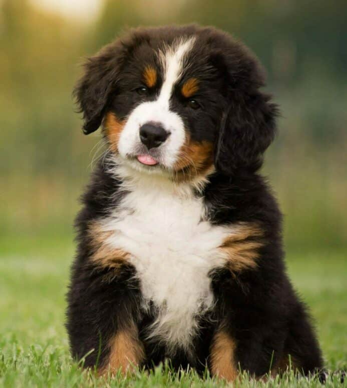 Use simple fixes to solve puppy potty training regression