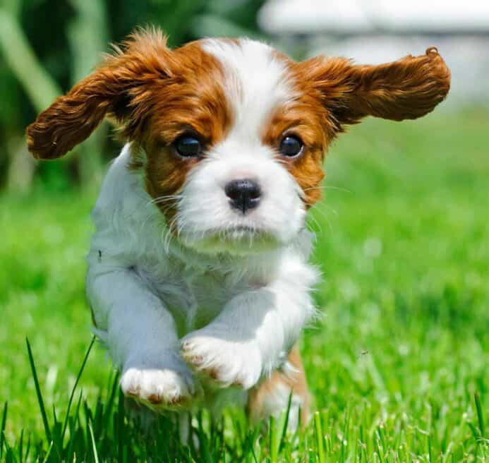 Use simple fixes to solve puppy potty training regression
