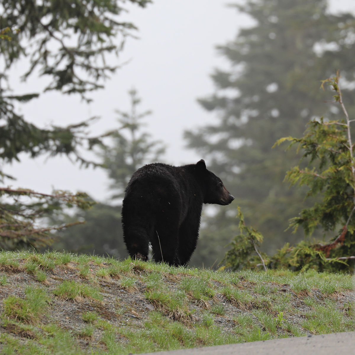 Black Bear at Mount Rainier National Park