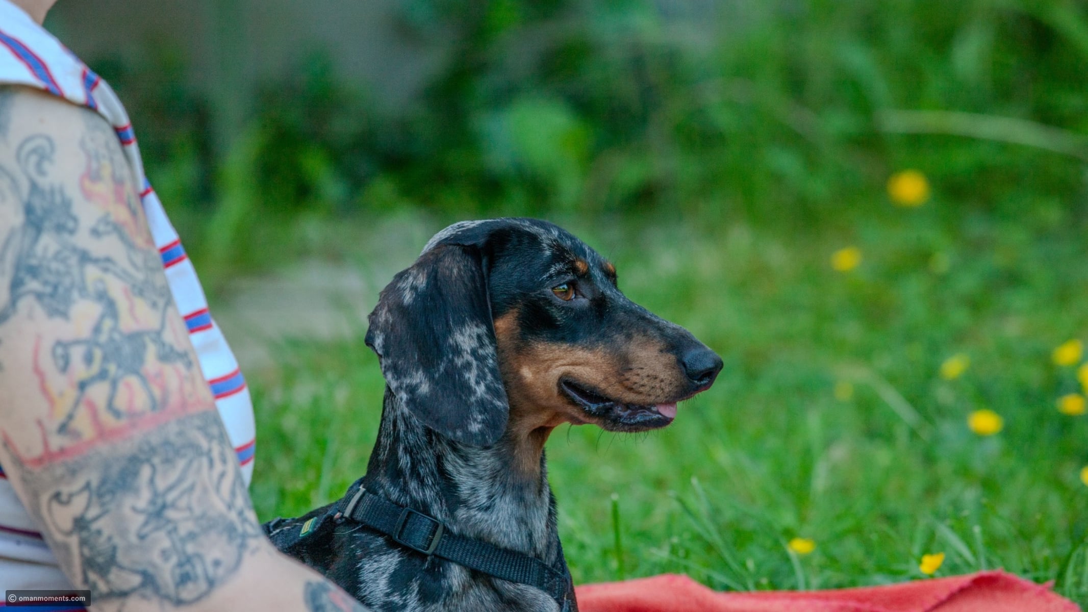 10 reasons why random dogs like you