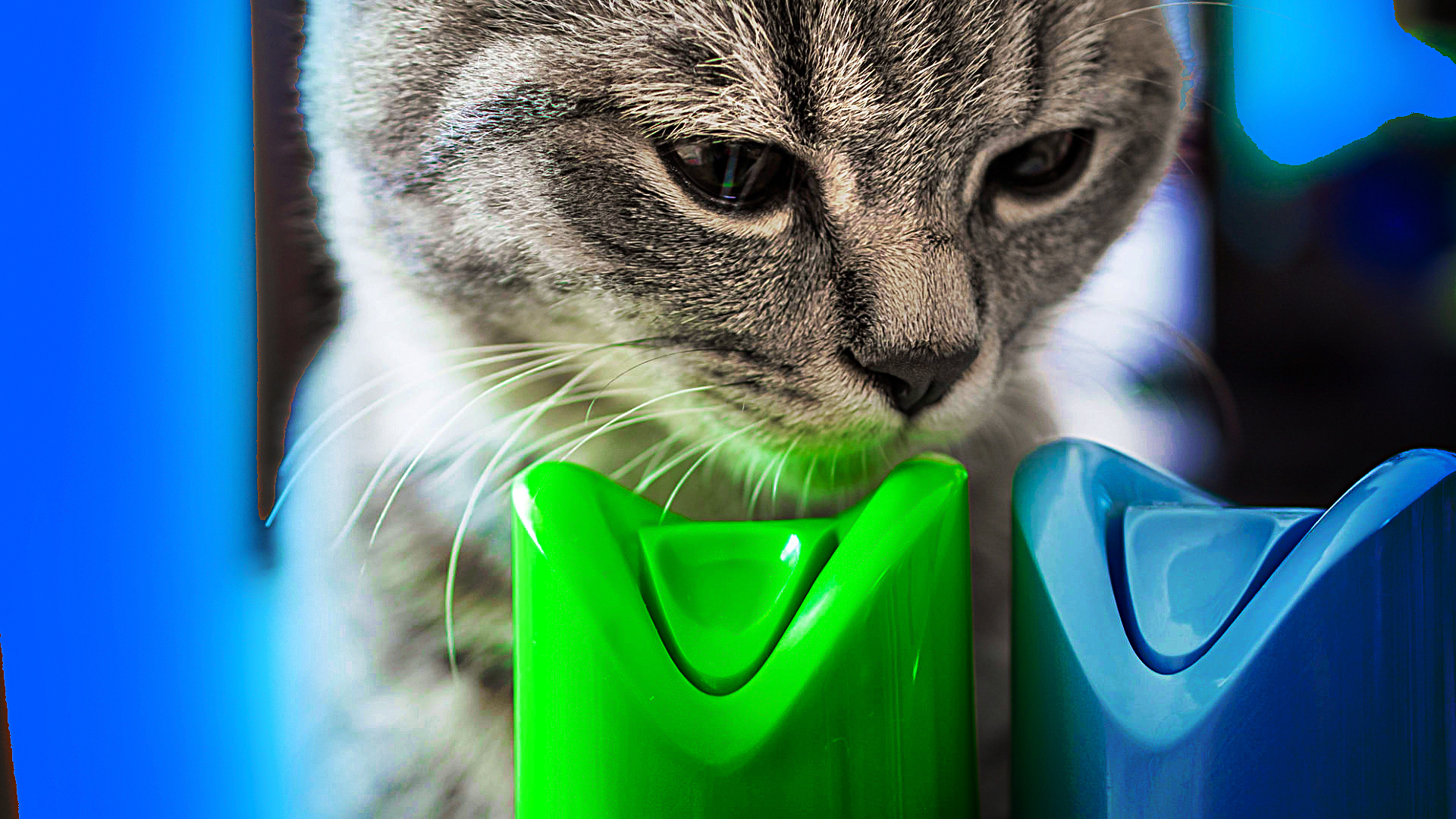 What smells you should keep away from cats