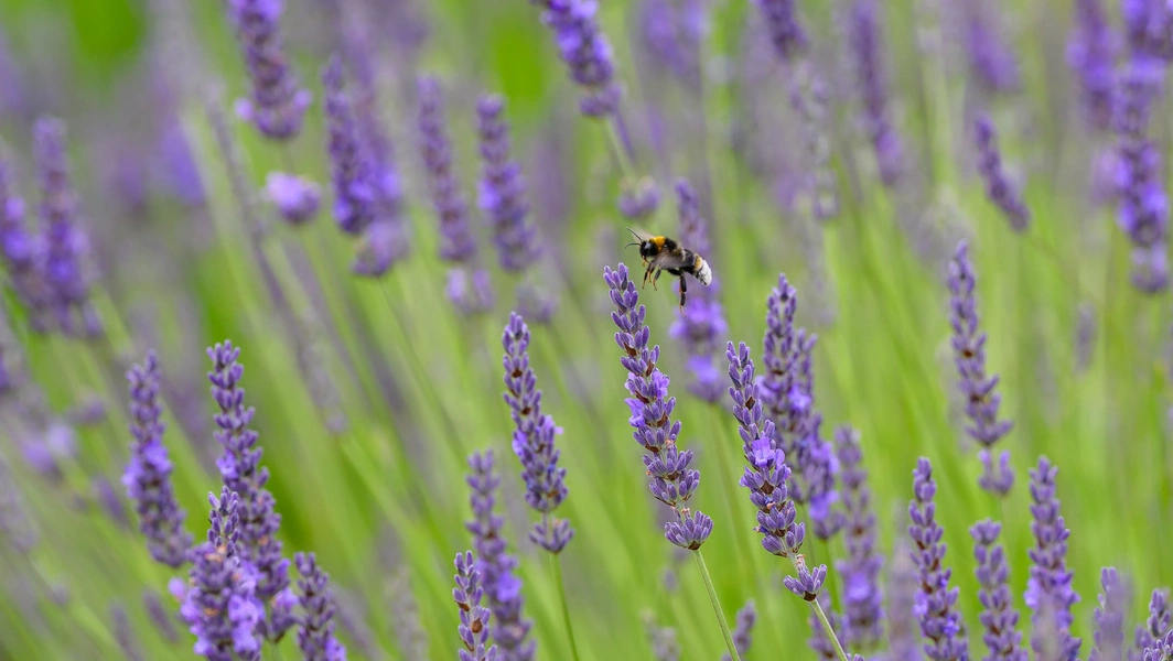 9 fragrant flowers to enhance your garden