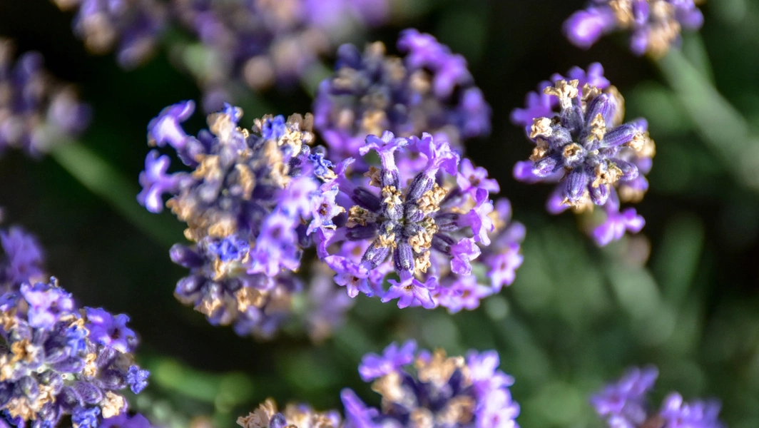 9 fragrant flowers to enhance your garden