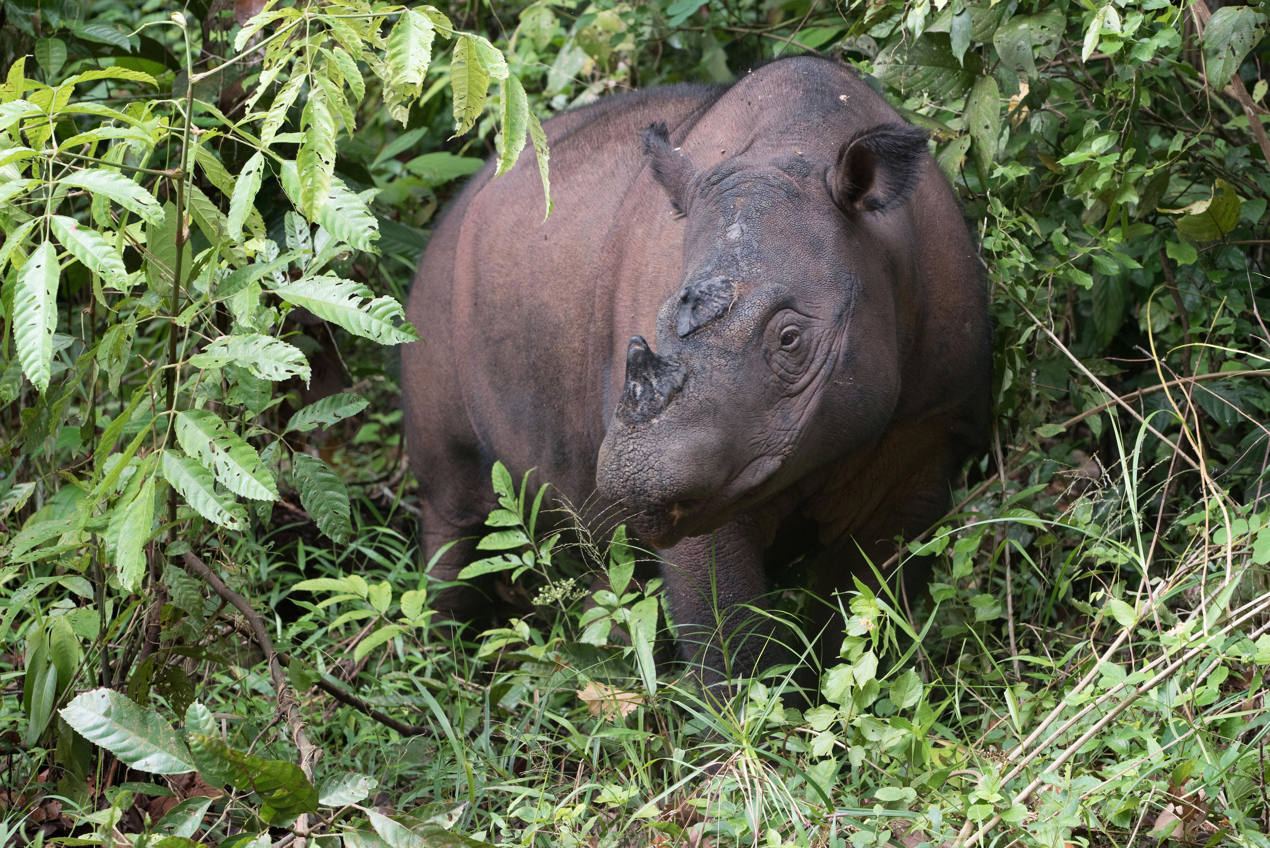 30 animals that might go extinct soon