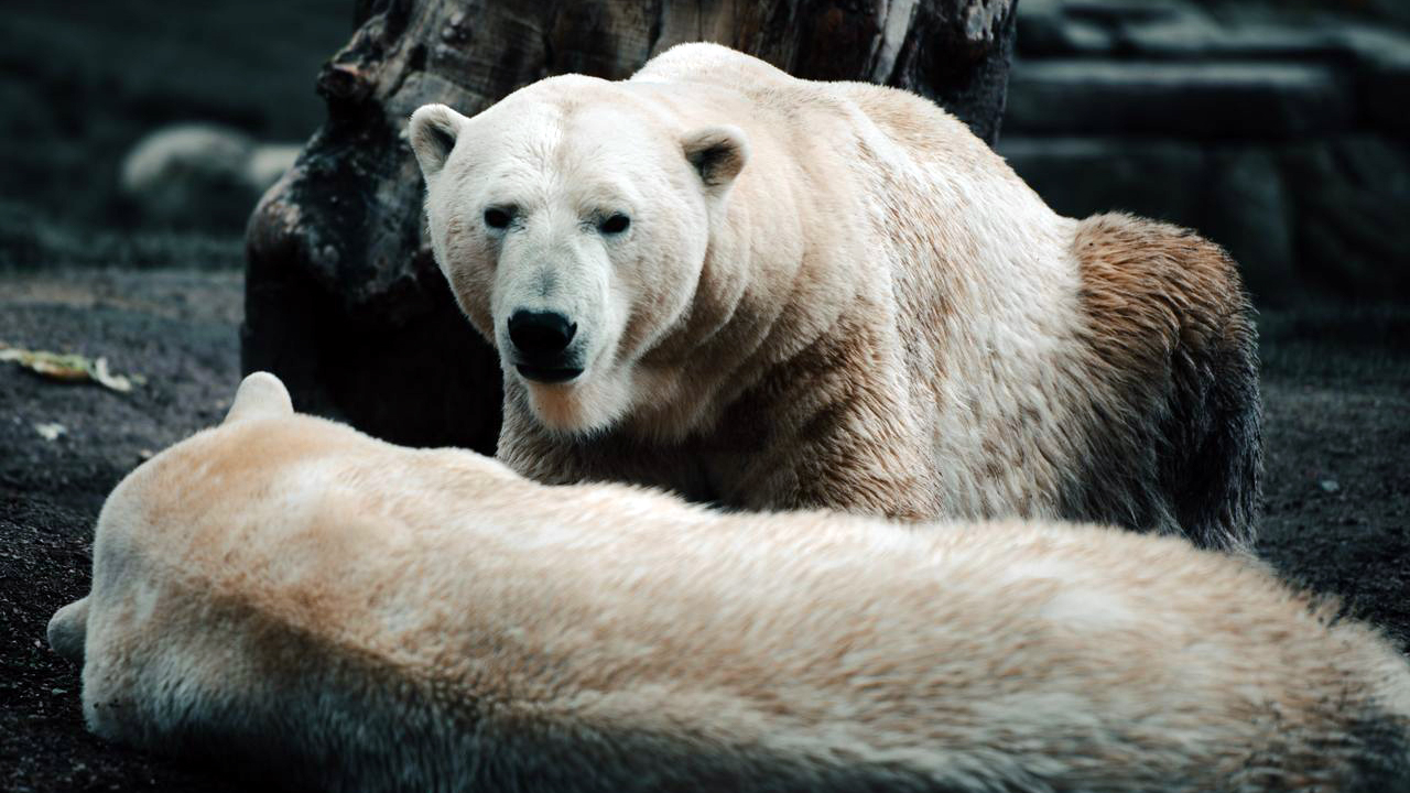 15 predators that don’t scare easy when they decide you’re the problem