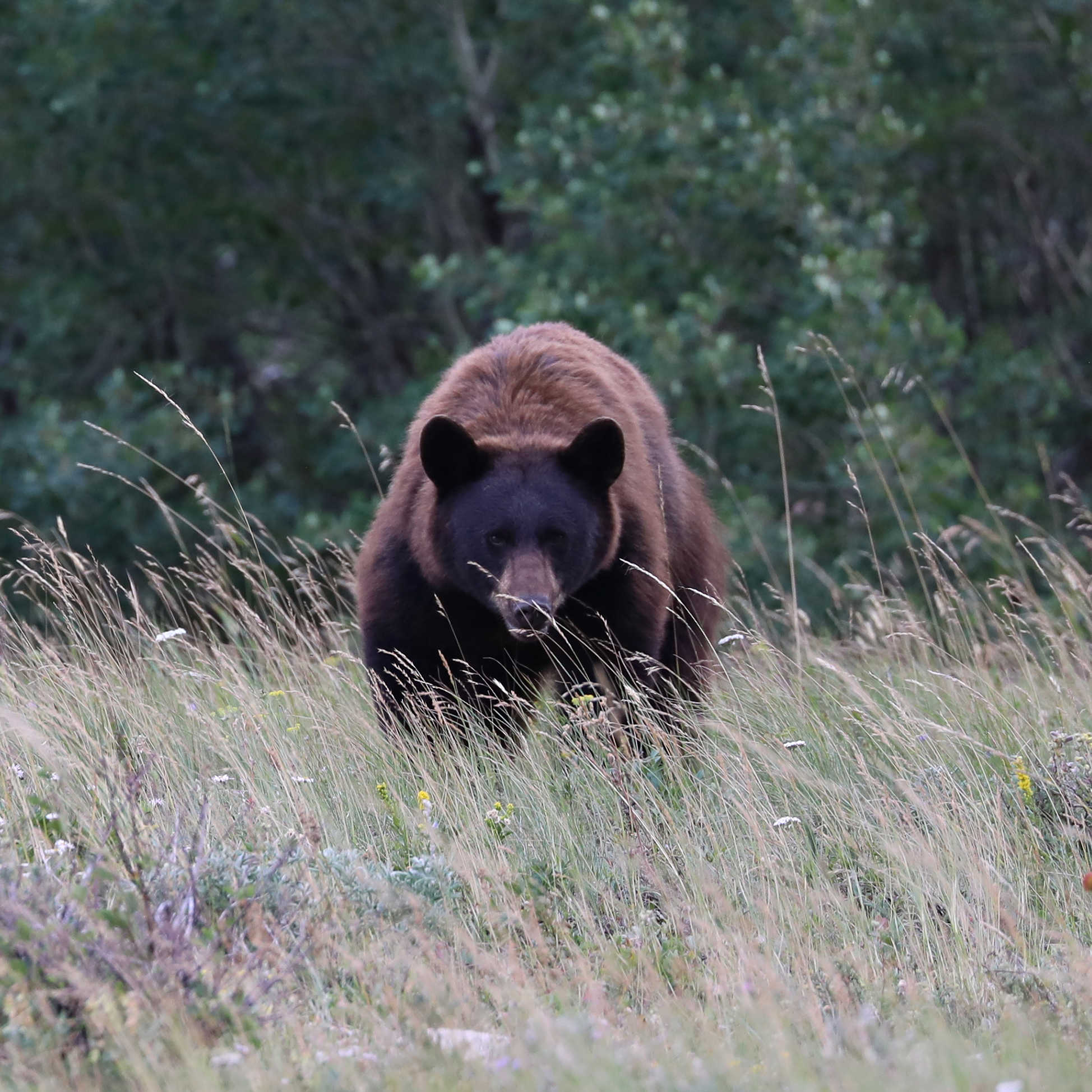 10 best national parks for seeing bears in the wild