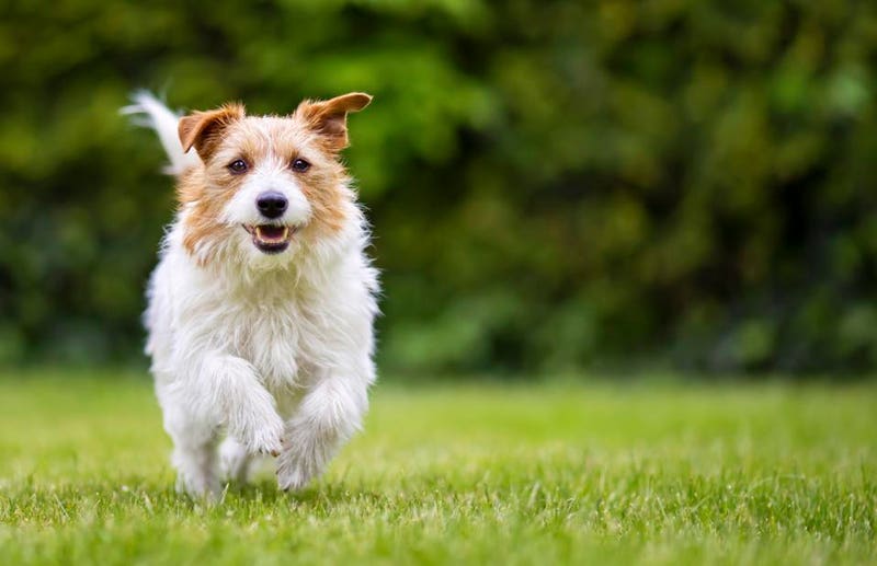 Visual Reference: What Fruits Can Dogs Eat And Which Are Bad For