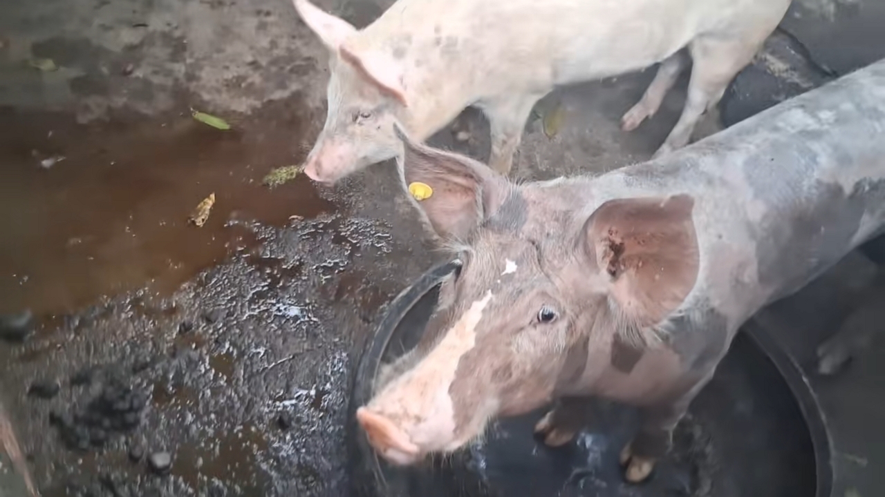Hungry pigs wait patiently for dinner