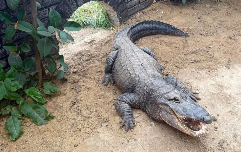 The crocodile enclosure at Johnsons Zoo, near Huntingdon - Johnsons of Oldhurst