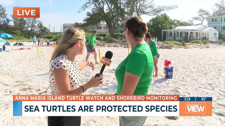 Volunteers protect sea turtles on Anna Maria Island