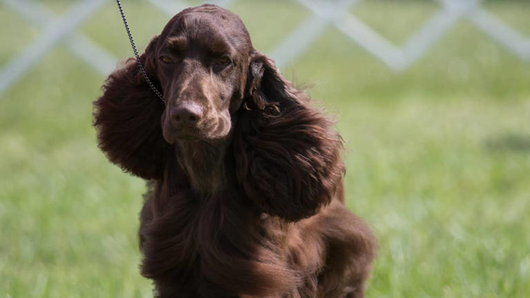 Rare field spaniel celebrates his first birthday, and he's already the ...