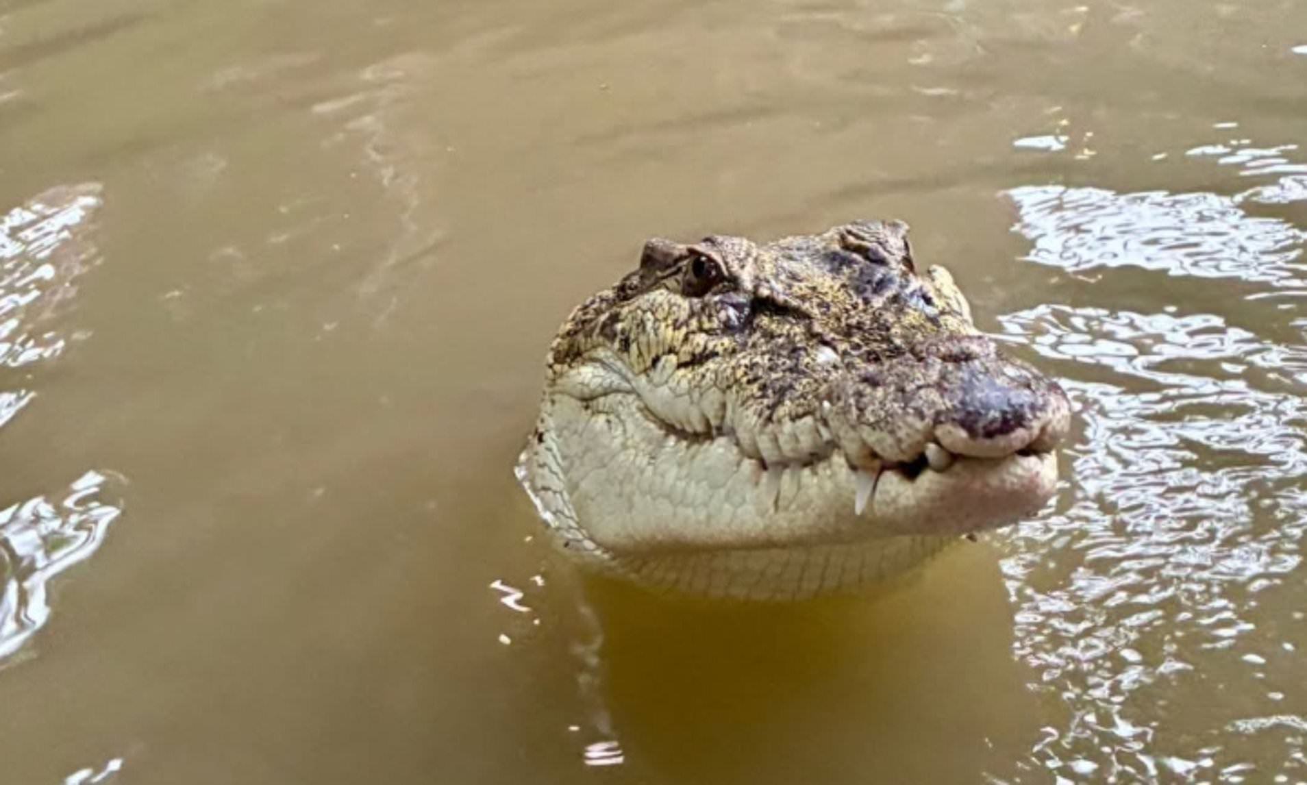 boy-three-is-thrown-into-crocodile-enclosure-at-zoo-as-man-30-is