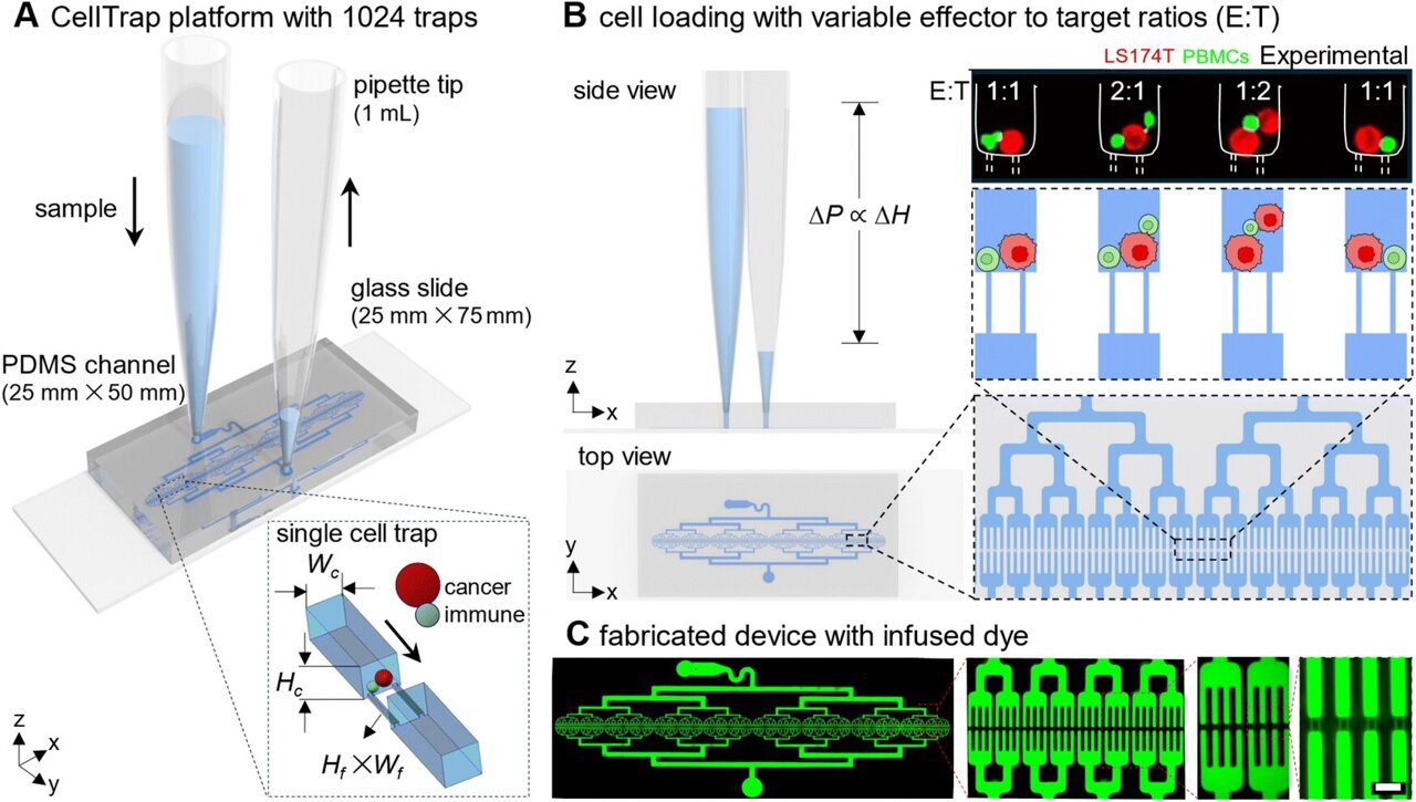 Lab-on-a-chip platform shows how immune cells attack cancer cells
