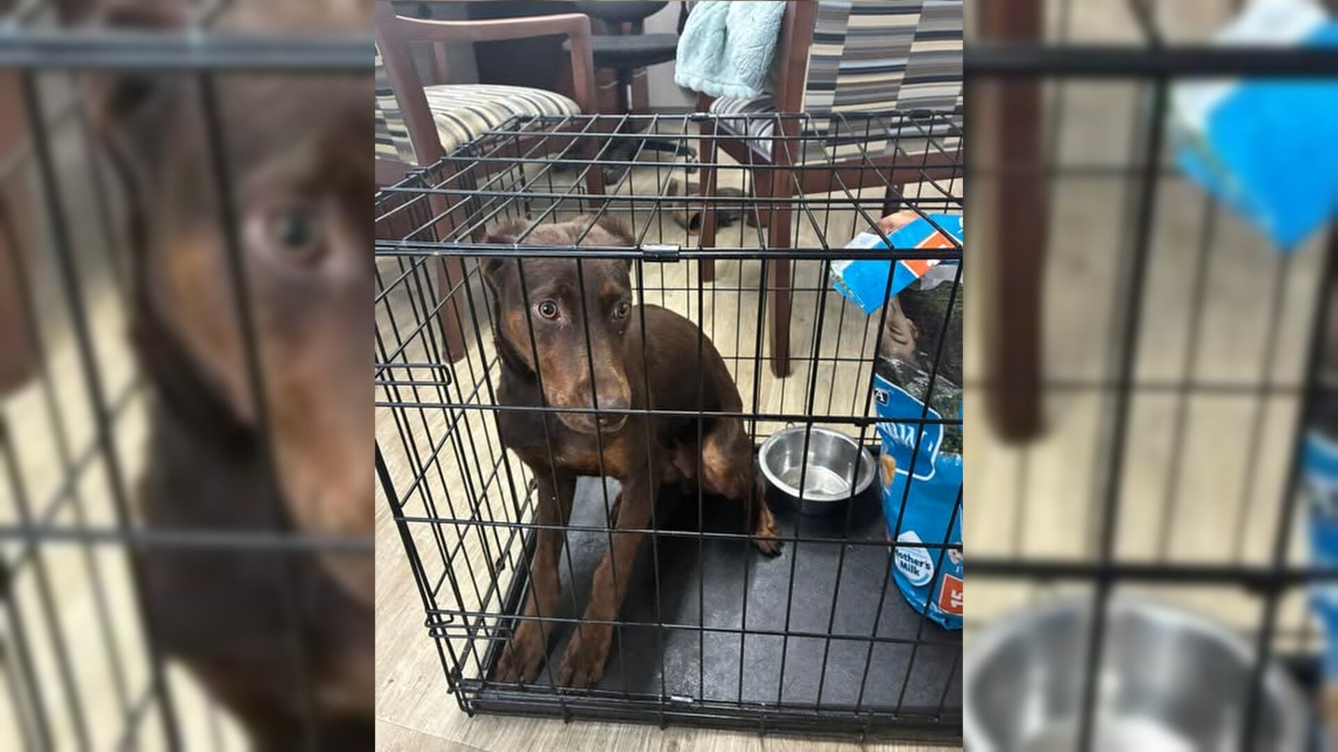 Online predators use AI to create fake animal rescue pages