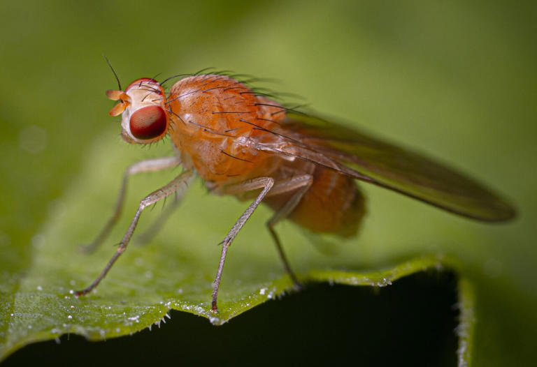 Mating reveals cholesterol's hidden role in male fruit fly lifespan