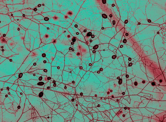 Nearly all plants depend on tiny underground fungi. The microbes' vast ...