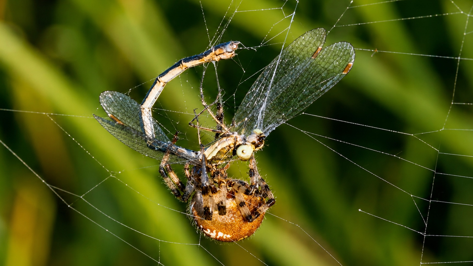 Hidden camera captures a spider’s deadly trap in action